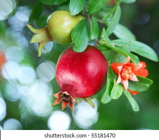 Branch with ripe pomegranate and pomegranate blossoms