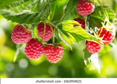 branch of ripe raspberries in a garden - Shutterstock ID 1063904021