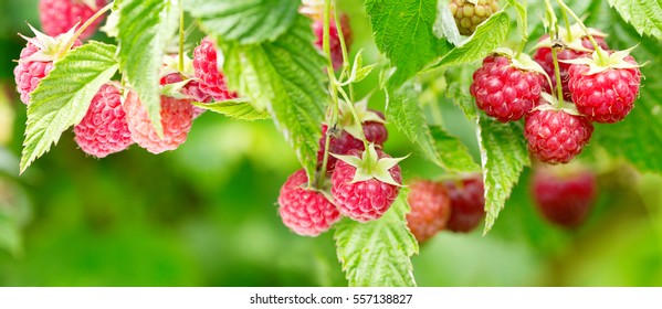 Branch Of Ripe Raspberries In A Garden, Banner