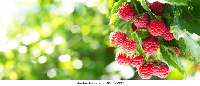 branch of ripe raspberries in a garden on blurred green background - Powered by Shutterstock