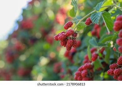 branch of ripe raspberries in a garden on blurred green background - Shutterstock ID 2178906813