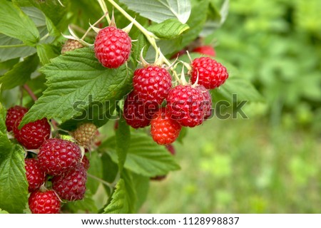 Branch of ripe raspberries in garden. Red sweet berries growing on raspberry bush in fruit garden.
