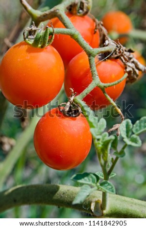 Similar – Rote Tomate und gelbe Tomate