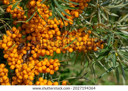 Branch of ripe sea buckthorn (Hippophae ) berries in the garden. The shrub is also known as sandthorn, sallowthorn, or seaberry.