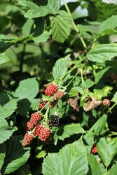Branch Of Ripening Blackberries, Derbyshire England
