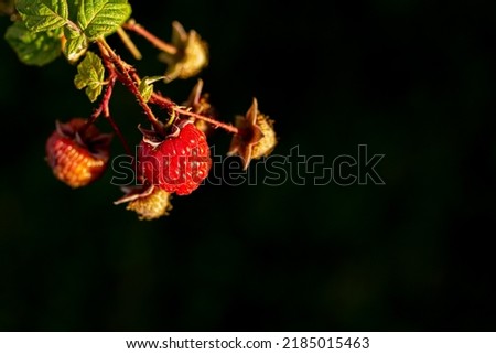 Similar – Foto Bild Himbeeren ernten Frucht