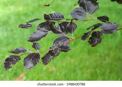 A Branch From A Rivers Purple Beech Tree Displaying Bight Purple Leaves. Great For Tree Identification