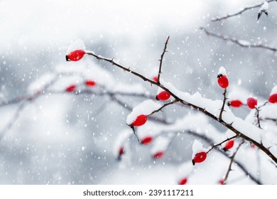 A branch of rose hips with red berries on a blurred background during snowfall - Powered by Shutterstock