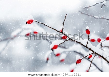 A branch of rose hips with red berries on a blurred background during snowfall