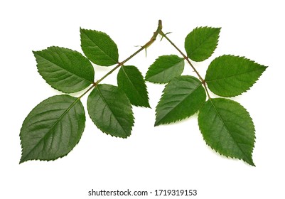 Branch Of A Rose With Leaf Isolated On White Background. Flat Lay, Top View