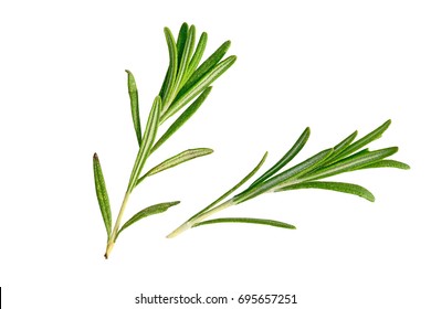 a branch of rosemary     