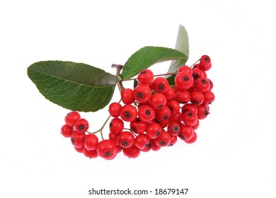 Branch Of Rowan Berry Isolated On White Background