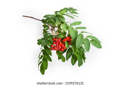 Branch of rowan also known as mountain ash with clusters of red berries and green leaves on a white background - Shutterstock ID 2199276131