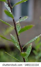 Branch Salix Purpurea Nana After Rain On A Summer Cottage In The Moscow Region