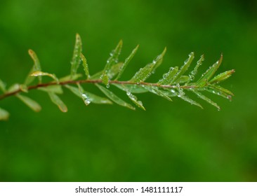 Branch Salix Purpurea Nana After Rain On A Summer Cottage In The Moscow Region