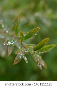 Branch Salix Purpurea Nana After Rain On A Summer Cottage In The Moscow Region