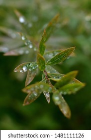 Branch Salix Purpurea Nana After Rain On A Summer Cottage In The Moscow Region