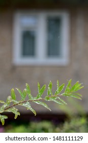 Branch Salix Purpurea Nana After Rain On A Summer Cottage In The Moscow Region