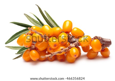 Branch of sea buckthorn berries with leaves. Clipping paths, shadow separated, infinite depth of field. Design elements