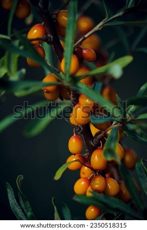 Branch with sea buckthorn in closeup.Delicious berry with vitamins C, E and B