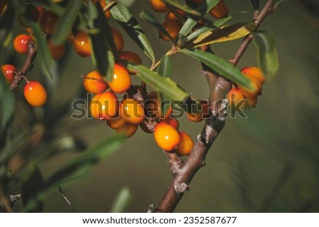 Branch with sea buckthorn in closeup.Delicious berry with vitamins C, E and B