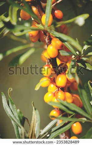 Branch with sea buckthorn in closeup.Delicious berry with vitamins C, E and B