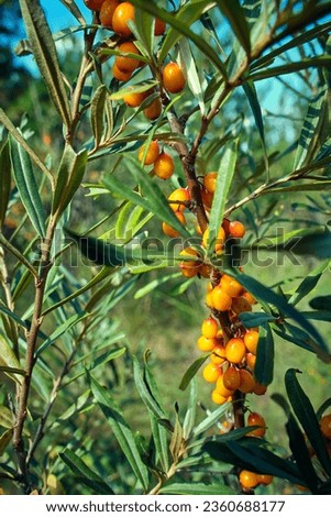 Branch with sea buckthorn in closeup.Delicious berry with vitamins C, E and B