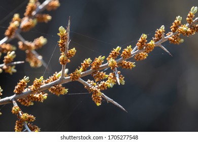 A branch of a sea buckthorn (Hippophae rhamnoides) in early springtime, leaves just starting to come out