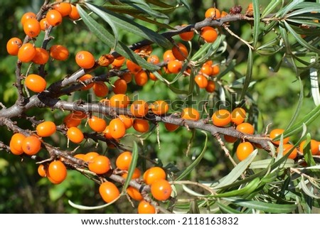 Branch of sea buckthorn (hippophae rhamnoides) with ripe orange berries