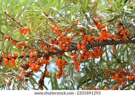 Branch of sea buckthorn (hippophae rhamnoides) with ripe orange berries