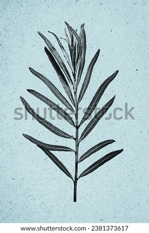 Branch with sea buckthorn leaves in grunge style. Plant with ink print effect. Element for interior decoration, design, cards, invitations, book cover. Black silhouette of  plant on blue background.