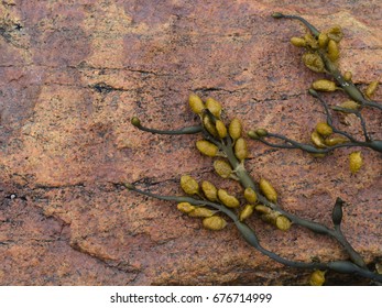 Branch Of Seaweed Lying On The Orange Stone.Phaeophyceae.Horizontal.