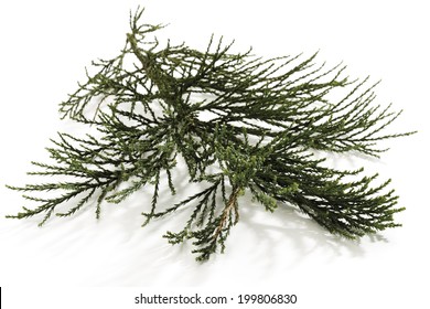 Branch Of Sequoia Tree (Sequoioideae), Close-up