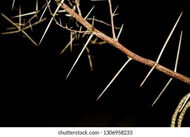 Branch Sharp Long Thorns Dark Background Stock Photo 1306958233 ...