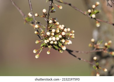 Branch Of Siberian Crab Apple Tree With White Buds