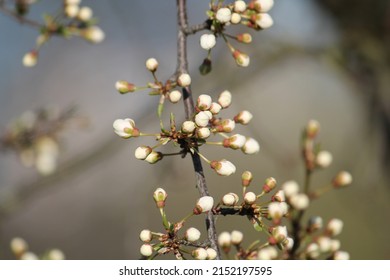 Branch Of Siberian Crab Apple Tree With White Buds