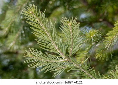 6,650 Siberian fir Images, Stock Photos & Vectors | Shutterstock