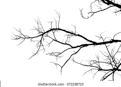 Branch Silhouette On White Background Stock Photo 376853098 | Shutterstock