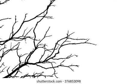 Branch Silhouette On White Background Stock Photo 376853098 | Shutterstock