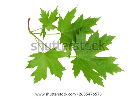 branch of silver maple leaf isolated on a white background. Top view. Flat lay