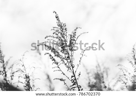 Similar – Image, Stock Photo nature Nature Plant Garden