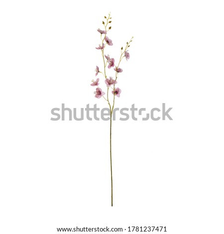 A branch with small flowers of the Orchid family.