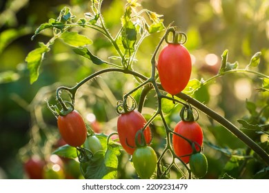 Branch Of Small Red Tomatoes In Eco Garden. Vegetables Growing Concept