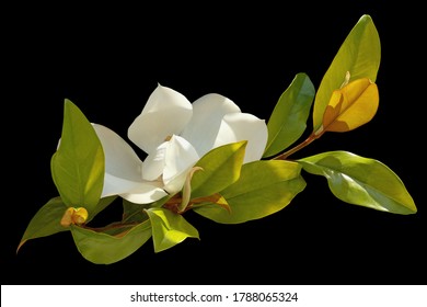 Branch Of Southern Magnolia ( Magnolia Grandiflora ) Isolated On Black Background