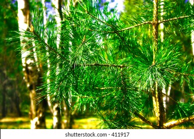 branch of  spruce