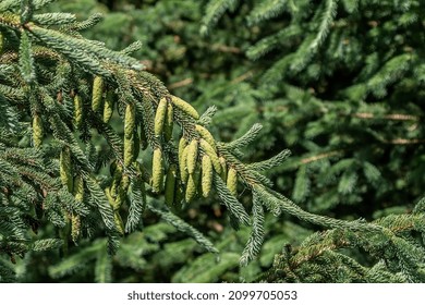 A Branch Of A Spruce Tree, Sitka, Picea Sitchensis, Growing In Woodland