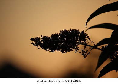 Branch at sunset