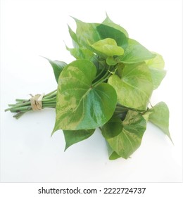 Branch Of Sweet Potato Leaves Belacan Yam Leaf.