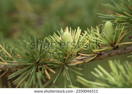 A branch of the Taurus cedar (Cedrus libani) in August