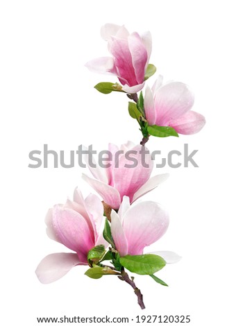 a branch of tender spring pink flower primrose magnolia isolated on white background